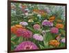 Zinnia Bouquet-Fred Szatkowski-Framed Art Print