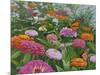 Zinnia Bouquet-Fred Szatkowski-Mounted Art Print