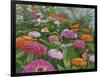 Zinnia Bouquet-Fred Szatkowski-Framed Art Print