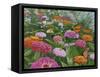 Zinnia Bouquet-Fred Szatkowski-Framed Stretched Canvas