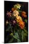 Zinnia Bouquet-Vivienne Dupont-Mounted Art Print