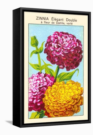 Zinnia Elegant Double A Fleur De Dahlia-null-Framed Stretched Canvas