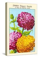 Zinnia Elegant Double A Fleur De Dahlia-null-Stretched Canvas