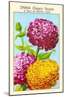 Zinnia Elegant Double A Fleur De Dahlia-null-Mounted Art Print