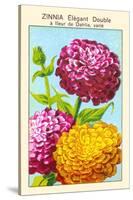 Zinnia Elegant Double A Fleur De Dahlia-null-Stretched Canvas