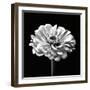 Zinnia Floral - Noir-Assaf Frank-Framed Giclee Print