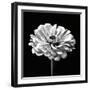 Zinnia Floral - Noir-Assaf Frank-Framed Giclee Print