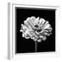 Zinnia Floral - Noir-Assaf Frank-Framed Giclee Print