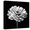 Zinnia Floral - Noir-Assaf Frank-Stretched Canvas