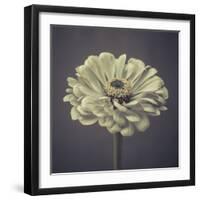 Zinnia Floral-Assaf Frank-Framed Giclee Print