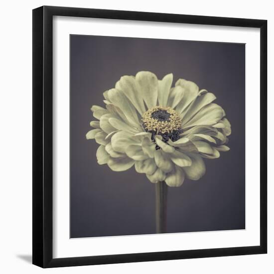 Zinnia Floral-Assaf Frank-Framed Giclee Print
