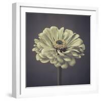 Zinnia Floral-Assaf Frank-Framed Giclee Print