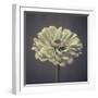 Zinnia Floral-Assaf Frank-Framed Giclee Print