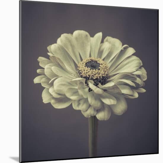 Zinnia Floral-Assaf Frank-Mounted Giclee Print