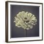 Zinnia Floral-Assaf Frank-Framed Giclee Print