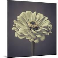 Zinnia Floral-Assaf Frank-Mounted Giclee Print