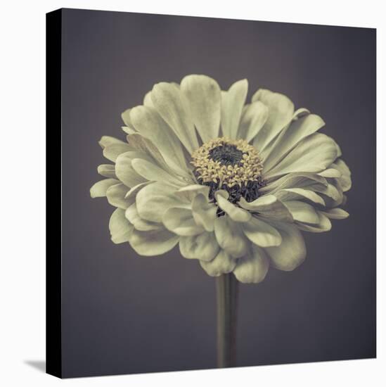 Zinnia Floral-Assaf Frank-Stretched Canvas