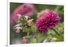 Zinnia flower and snapdragon flower.-Adam Jones-Framed Photographic Print