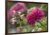 Zinnia flower and snapdragon flower.-Adam Jones-Framed Photographic Print