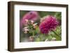 Zinnia flower and snapdragon flower.-Adam Jones-Framed Photographic Print