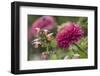 Zinnia flower and snapdragon flower.-Adam Jones-Framed Photographic Print