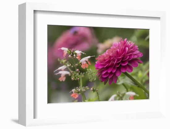 Zinnia flower and snapdragon flower.-Adam Jones-Framed Photographic Print