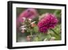 Zinnia flower and snapdragon flower.-Adam Jones-Framed Photographic Print