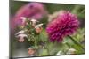 Zinnia flower and snapdragon flower.-Adam Jones-Mounted Photographic Print