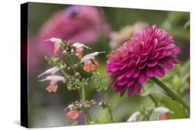 Zinnia flower and snapdragon flower.-Adam Jones-Stretched Canvas