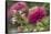 Zinnia flower and snapdragon flower.-Adam Jones-Framed Stretched Canvas