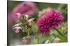 Zinnia flower and snapdragon flower.-Adam Jones-Stretched Canvas