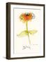 Zinnia III-Shirley Novak-Framed Art Print