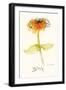 Zinnia III-Shirley Novak-Framed Art Print