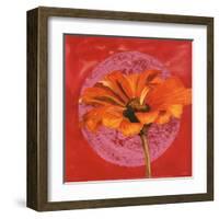 Zinnia Orange sur Pos Rose-Valerie Roy-Framed Art Print