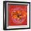 Zinnia Orange sur Pos Rose-Valerie Roy-Framed Art Print