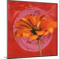 Zinnia Orange sur Pos Rose-Valerie Roy-Mounted Art Print