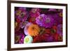 Zinnia's at a Farmer's Market in Savannah, Savannah, Georgia, USA-Joanne Wells-Framed Photographic Print