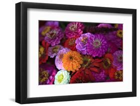 Zinnia's at a Farmer's Market in Savannah, Savannah, Georgia, USA-Joanne Wells-Framed Photographic Print