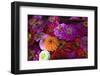 Zinnia's at a Farmer's Market in Savannah, Savannah, Georgia, USA-Joanne Wells-Framed Photographic Print