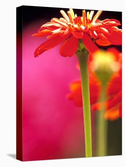 Zinnia, Seattle, Washington, USA-Terry Eggers-Stretched Canvas