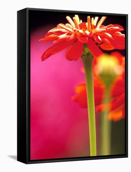 Zinnia, Seattle, Washington, USA-Terry Eggers-Framed Stretched Canvas