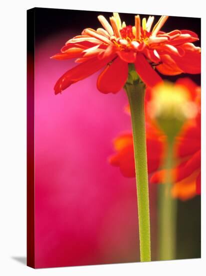 Zinnia, Seattle, Washington, USA-Terry Eggers-Stretched Canvas