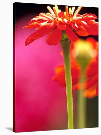 Zinnia, Seattle, Washington, USA-Terry Eggers-Stretched Canvas