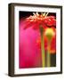 Zinnia, Seattle, Washington, USA-Terry Eggers-Framed Photographic Print