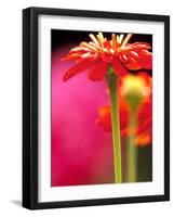 Zinnia, Seattle, Washington, USA-Terry Eggers-Framed Photographic Print