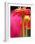 Zinnia, Seattle, Washington, USA-Terry Eggers-Framed Photographic Print