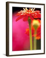 Zinnia, Seattle, Washington, USA-Terry Eggers-Framed Photographic Print