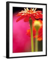 Zinnia, Seattle, Washington, USA-Terry Eggers-Framed Photographic Print