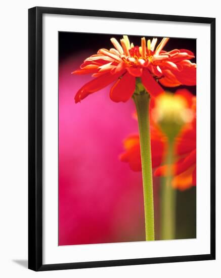 Zinnia, Seattle, Washington, USA-Terry Eggers-Framed Photographic Print