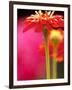 Zinnia, Seattle, Washington, USA-Terry Eggers-Framed Photographic Print